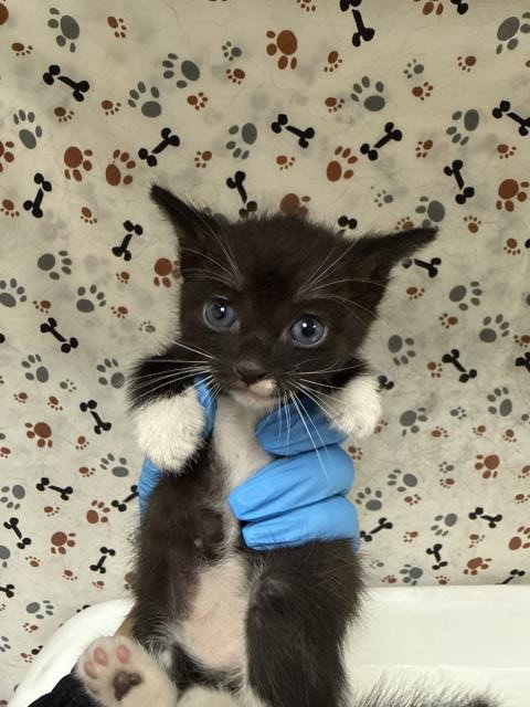 XAVIER, a cat for adoption from Riverside County Animal Control - Riverside Shelter
