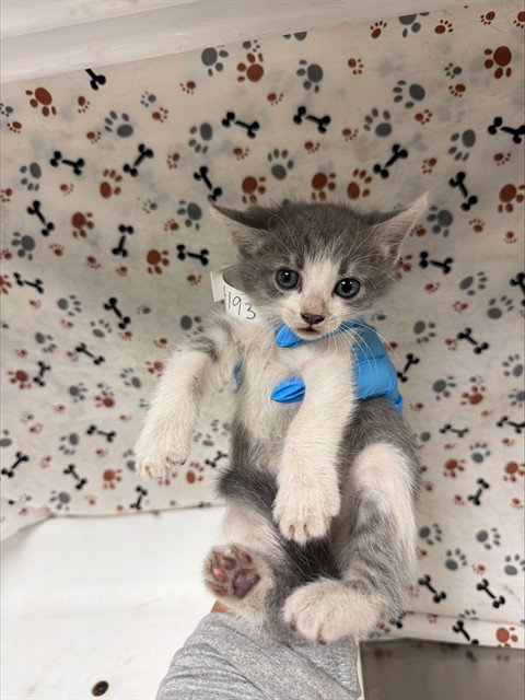 PEARL, a cat for adoption from Riverside County Animal Control - Riverside Shelter