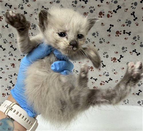 COOKIES, a cat for adoption from Riverside County Animal Control - Riverside Shelter