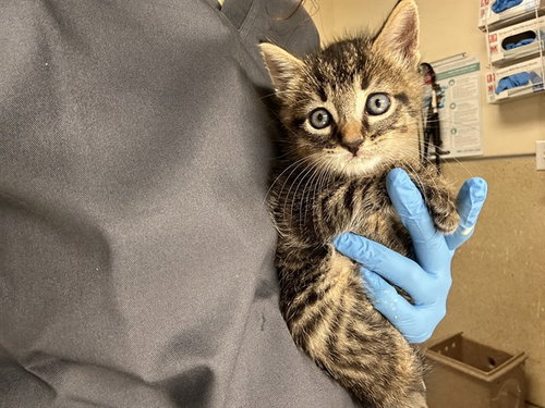 TAKIS, a cat for adoption from Riverside County Animal Control - Riverside Shelter