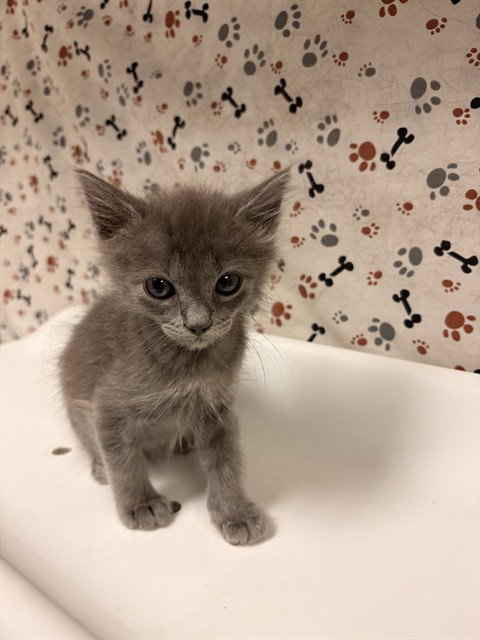 MILO, a cat for adoption from Riverside County Animal Control - Riverside Shelter