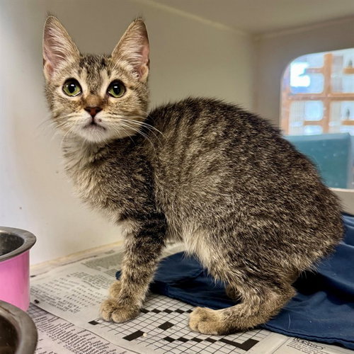 CATHERINE, a cat for adoption from Riverside County Animal Control - Riverside Shelter