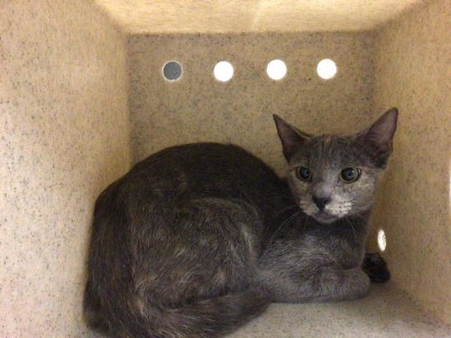CECE, a cat for adoption from Riverside County Animal Control - Riverside Shelter
