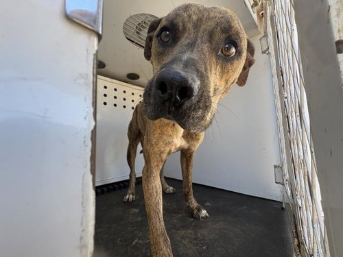 TOAD, a dog for adoption from Riverside County Animal Control - Riverside Shelter