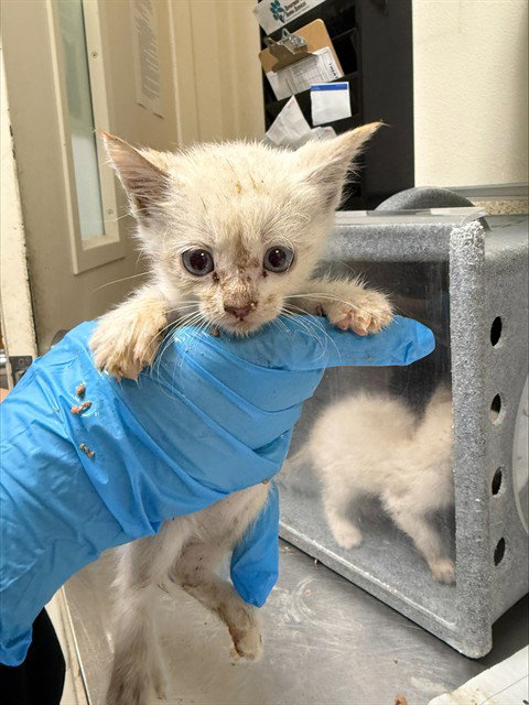 ARTICA, a cat for adoption from Riverside County Animal Control - Riverside Shelter