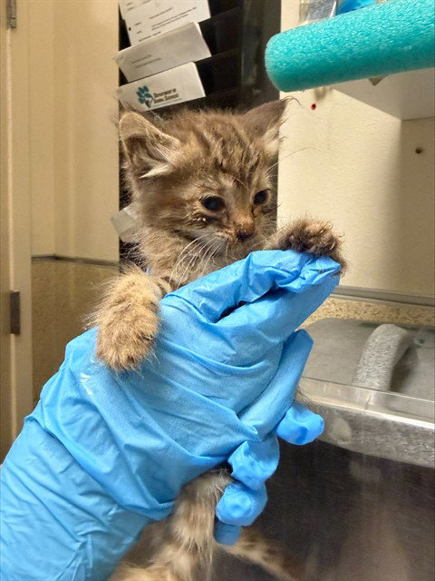 CHIWA, a cat for adoption from Riverside County Animal Control - Riverside Shelter