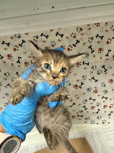 KENTUCKY, a cat for adoption from Riverside County Animal Control - Riverside Shelter