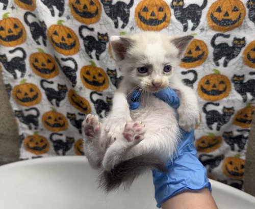 MR. TUNA, a cat for adoption from Riverside County Animal Control - Riverside Shelter