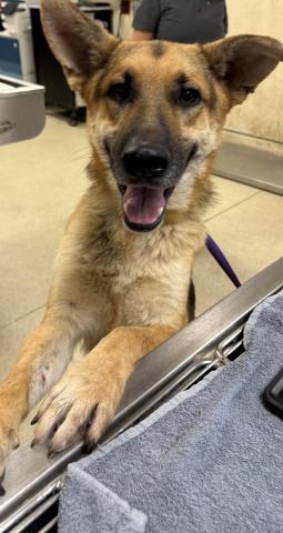 SCAR, a dog for adoption from Riverside County Animal Control - Riverside Shelter