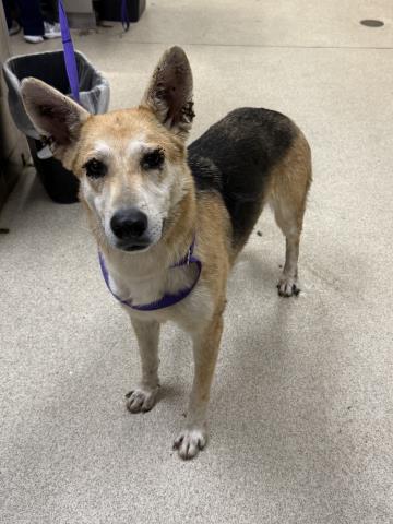 DAISY, a dog for adoption from Riverside County Animal Control - Riverside Shelter