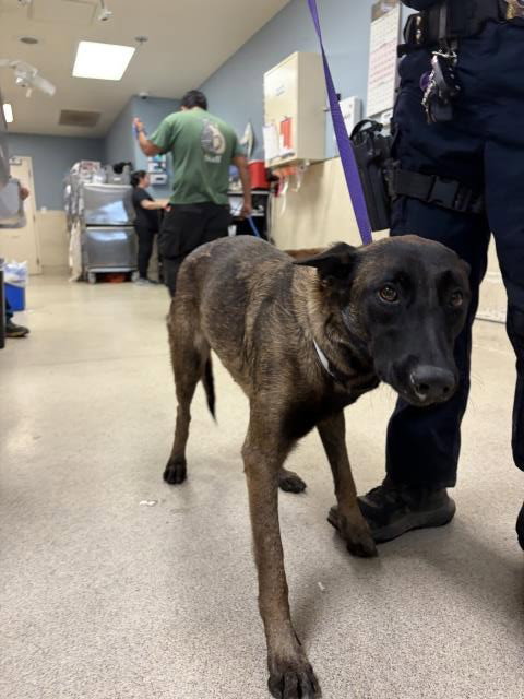 PRIMROSE, a dog for adoption from Riverside County Animal Control - Riverside Shelter