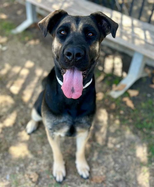 OATMEAL, a dog for adoption from Riverside County Animal Control - Riverside Shelter