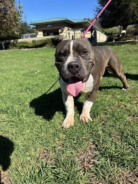 PORK, a dog for adoption from Riverside County Animal Control - Riverside Shelter