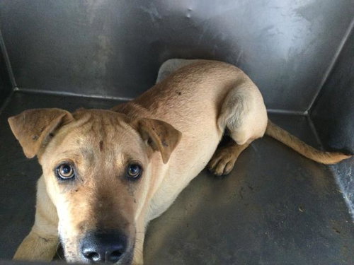 STEWIE, a dog for adoption from Riverside County Animal Control - Riverside Shelter