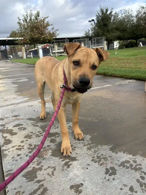 Stewie - Chinese Shar-Pei