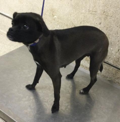 MISTY, a dog for adoption from Riverside County Animal Control - Riverside Shelter