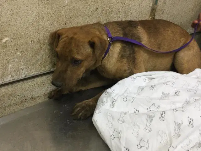 Peanut - Chinese Shar-Pei