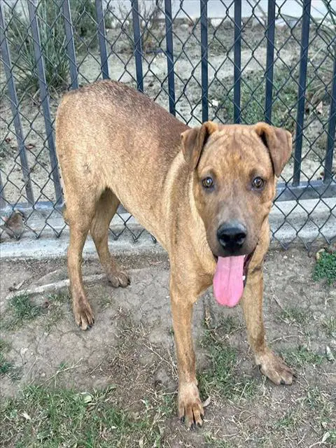 Peanut - Chinese Shar-Pei