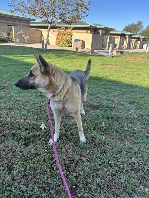 GIGI, a dog for adoption from Riverside County Animal Control - Riverside Shelter