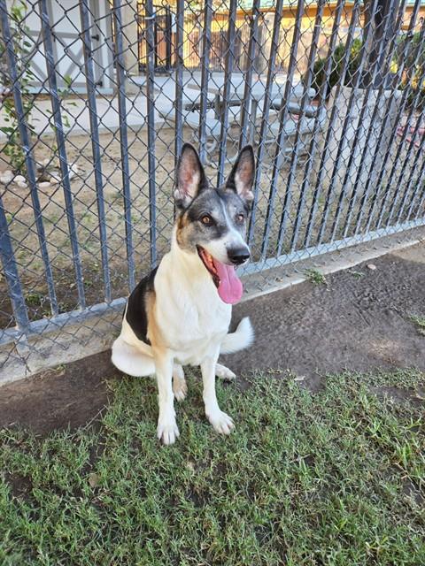 Bells, German Shepherd Dog (medium coat)