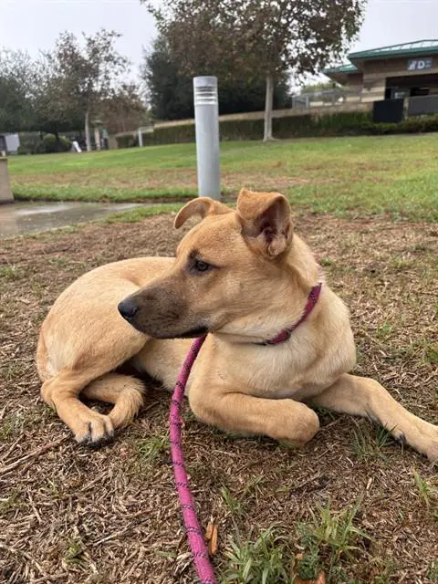 Almond - Chinese Shar-Pei