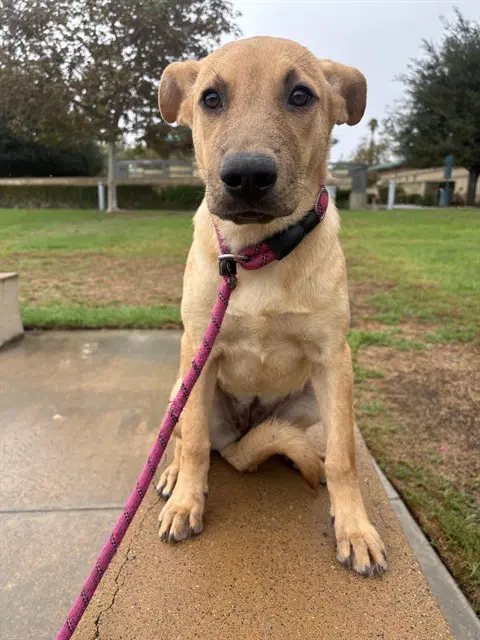 Almond - Chinese Shar-Pei