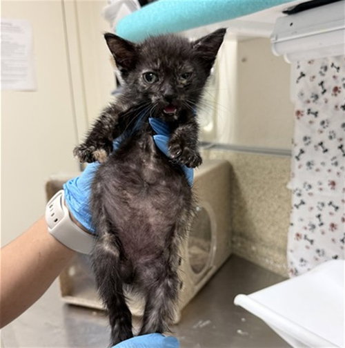 PIPER, a cat for adoption from Riverside County Animal Control - Riverside Shelter