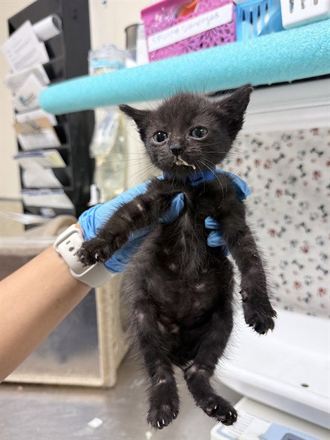 POOH, a cat for adoption from Riverside County Animal Control - Riverside Shelter