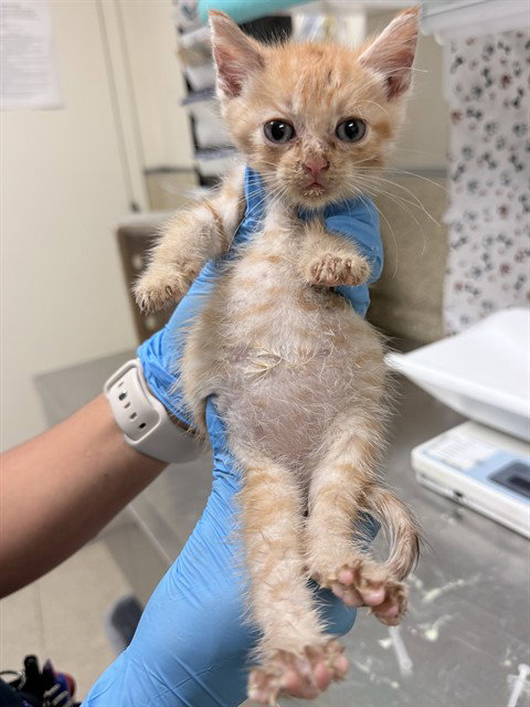 PAXTON, a cat for adoption from Riverside County Animal Control - Riverside Shelter