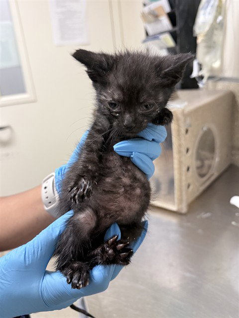 POPPY, a cat for adoption from Riverside County Animal Control - Riverside Shelter