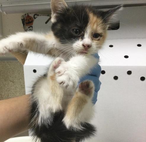 SALLY, a cat for adoption from Riverside County Animal Control - Riverside Shelter