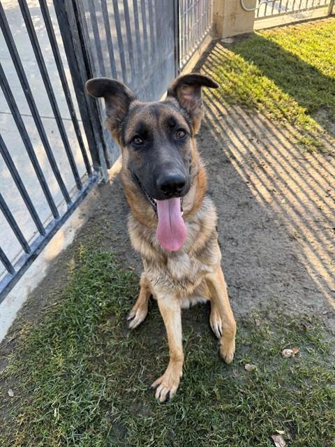 DEVIN, a dog for adoption from Riverside County Animal Control - Riverside Shelter