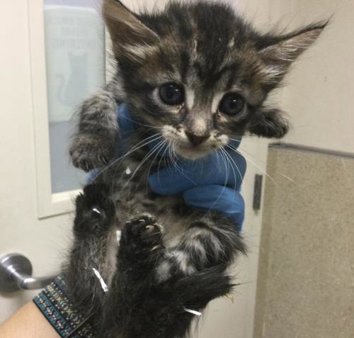 KERRY, a cat for adoption from Riverside County Animal Control - Riverside Shelter