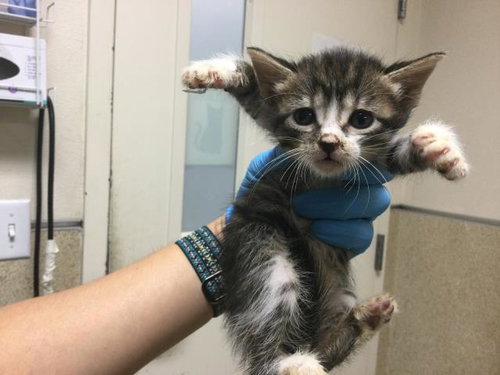 MARY, a cat for adoption from Riverside County Animal Control - Riverside Shelter