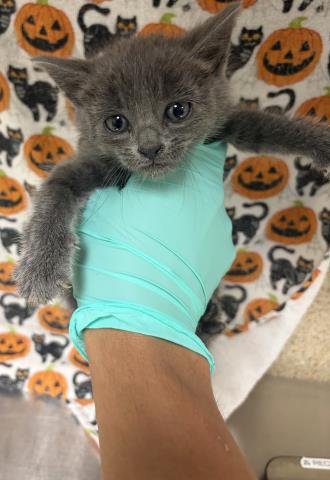 CRYSTAL, a cat for adoption from Riverside County Animal Control - Riverside Shelter