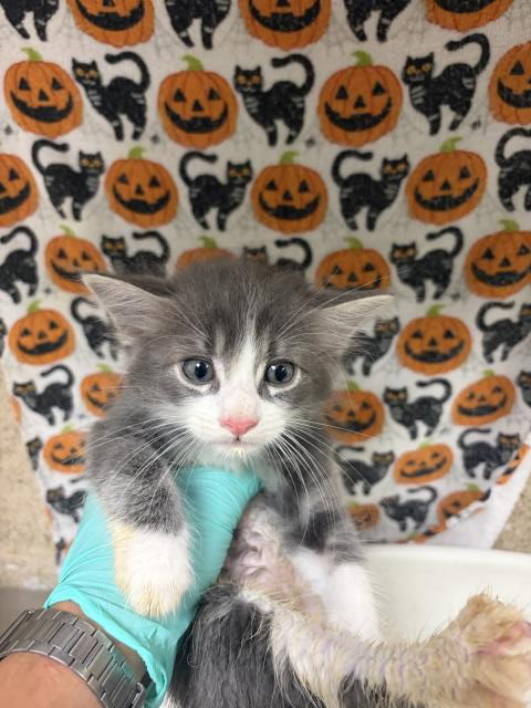 MILTON, a cat for adoption from Riverside County Animal Control - Riverside Shelter