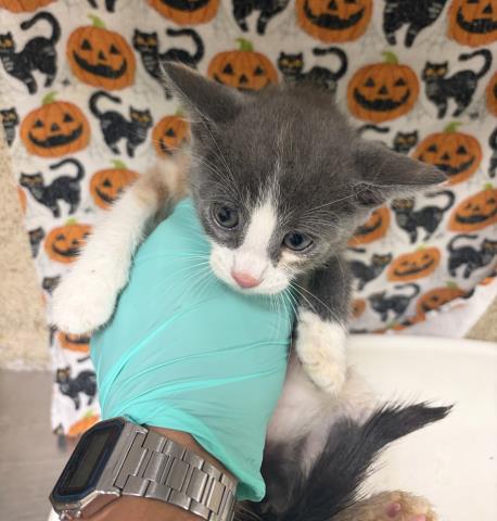 PRISCILLA, a cat for adoption from Riverside County Animal Control - Riverside Shelter