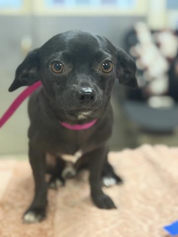 SWAGGY, a dog for adoption from Riverside County Animal Control - Riverside Shelter