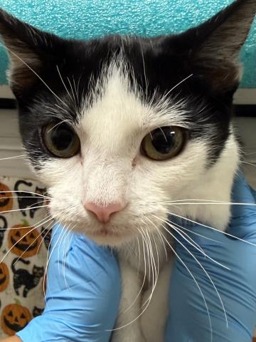 MELODY, a cat for adoption from Riverside County Animal Control - Riverside Shelter