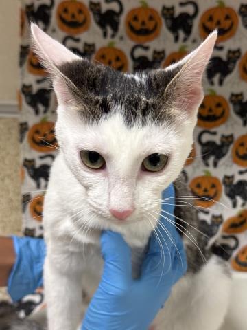 GABBY, a cat for adoption from Riverside County Animal Control - Riverside Shelter