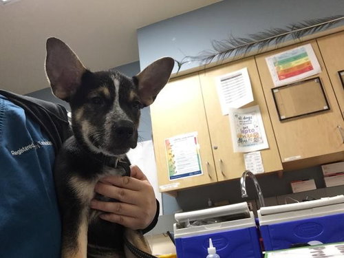 A1937104, a dog for adoption from Riverside County Animal Control - Riverside Shelter