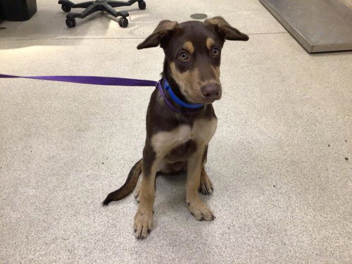 PEPPERCORN, a dog for adoption from Riverside County Animal Control - Riverside Shelter