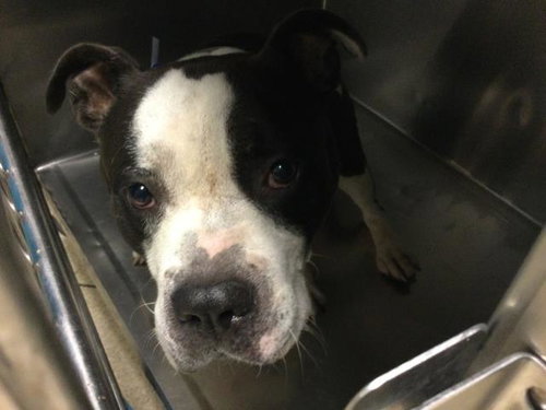 TWINKIE, a dog for adoption from Riverside County Animal Control - Riverside Shelter