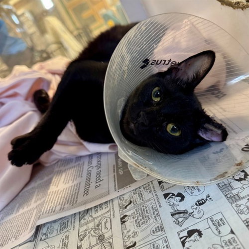 NYX, a cat for adoption from Riverside County Animal Control - Riverside Shelter