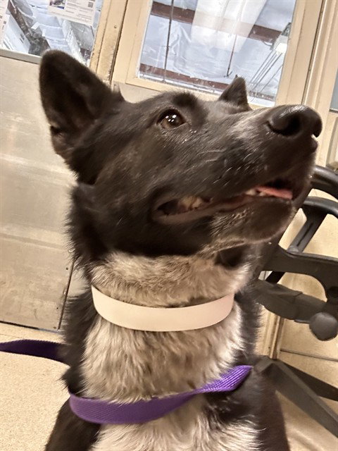 ATHENA, a dog for adoption from Riverside County Animal Control - Riverside Shelter
