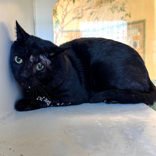 BATMAN, a cat for adoption from Riverside County Animal Control - Riverside Shelter