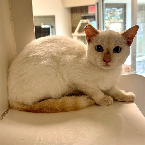 DUMPLING, a cat for adoption from Riverside County Animal Control - Riverside Shelter