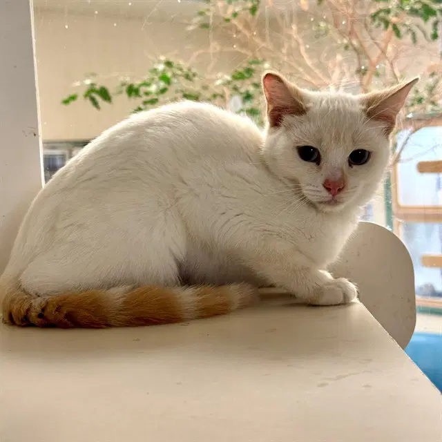 Rollie - Domestic Short Hair