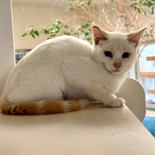 ROLLIE, a cat for adoption from Riverside County Animal Control - Riverside Shelter