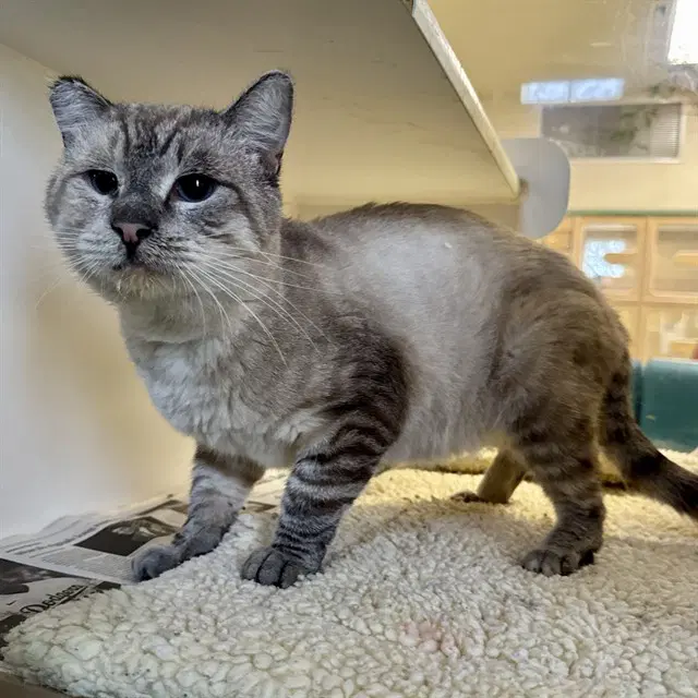 Jeff - Domestic Short Hair